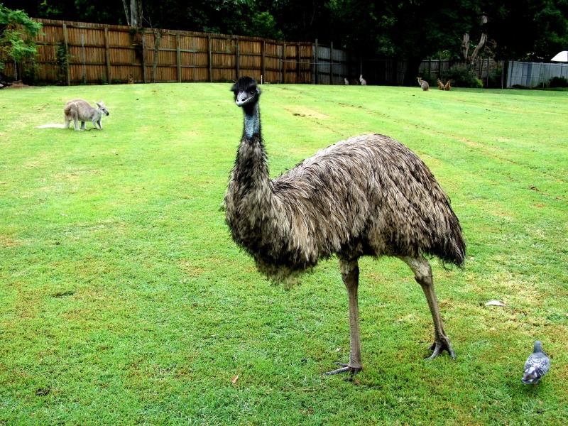 emu