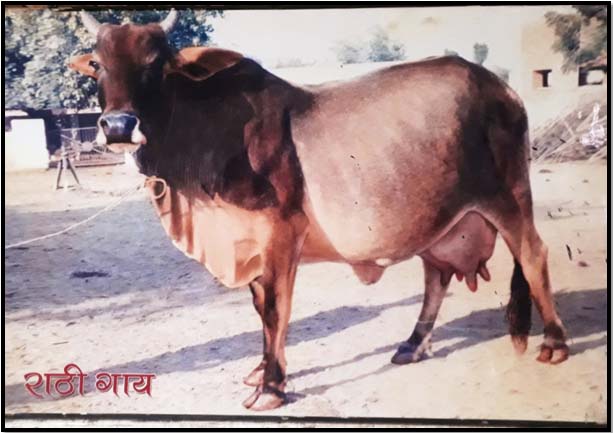 rathi cow image clipart