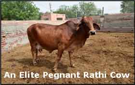 rathi cow image clipart